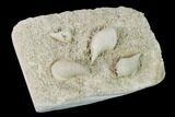 Mississippian Cuneate Coral (Neozaphrentis) Fossils - Arkansas #148586-2